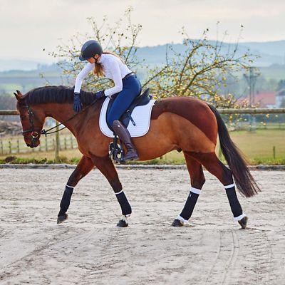 Image showing  Back Leg Horse Wraps, 1 Pair