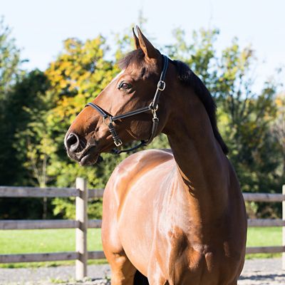 Horze Leather Fremont Horse Halter