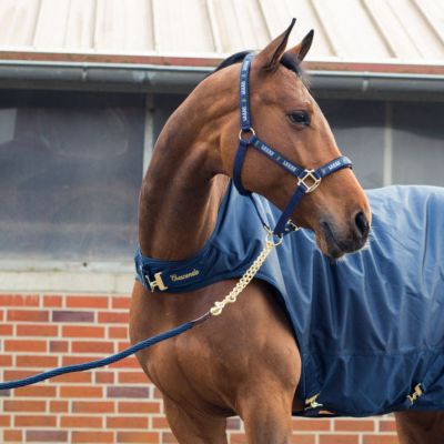 Image showing  Holbrook Polyester Lead Rope, 9 ft.