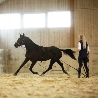 Image showing  Lunging Surcingle, Nylon