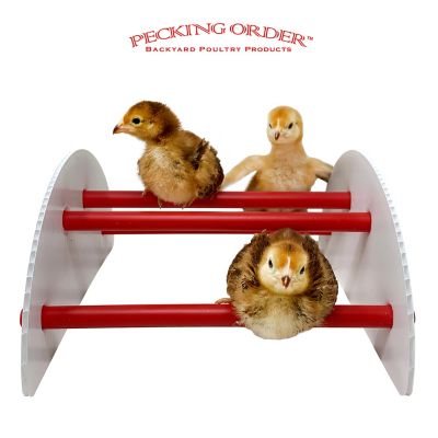 Image showing  Chick-N-Play Chicken Toy