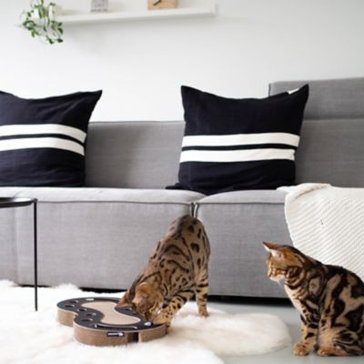 blue bengal cat scroll scratcher