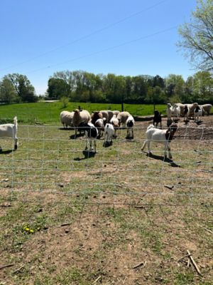 Image showing  164 ft. x 35 in. Multi-Purpose Sheep and Goat Electric Netting