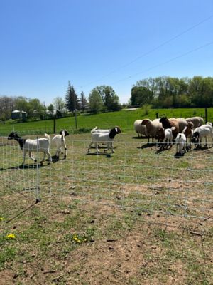 Image showing  82 ft. x 42 in. Multi-Purpose Sheep and Goat Electric Netting