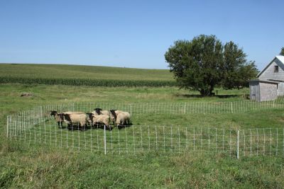 Image showing  35 in. x 164 ft. Premium Sheep and Goat Electric Netting