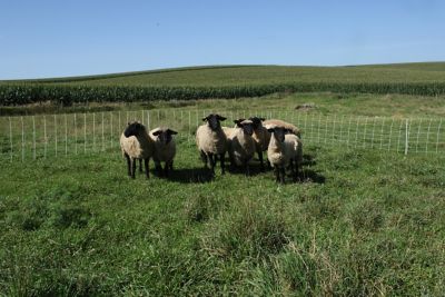 Image showing  35 in. x 164 ft. Premium Sheep and Goat Electric Netting