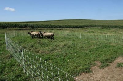 Image showing 5 th Starkline 35 in. x 164 ft. Premium Sheep and Goat Electric Netting