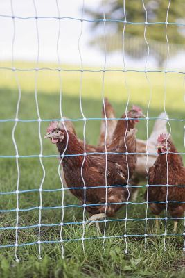 cheap poultry netting