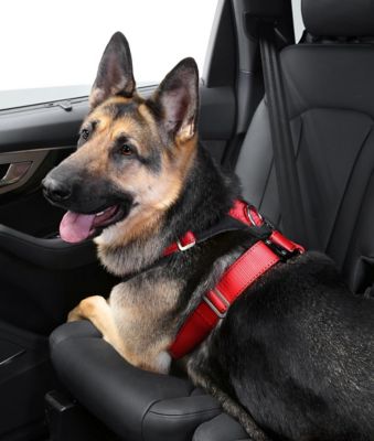 allsafe dog harness