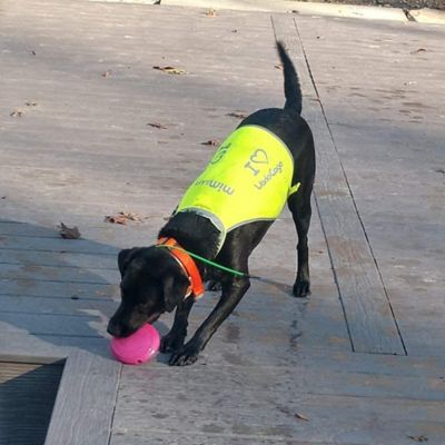 4x4 North America Reflex Reflective Dog Vest