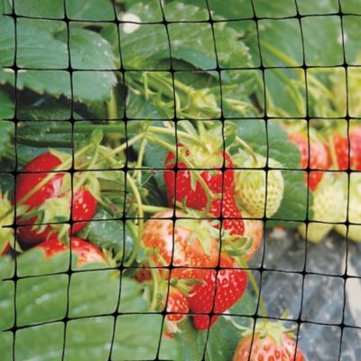 Image showing  5,000 ft. x 14 ft. Ornex LM Black Bird Netting, 0.79 in. Mesh