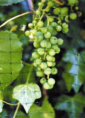 Image showing  17 ft. x 5,000 ft. Premium Bird Barrier Netting, 0.75 in. Mesh