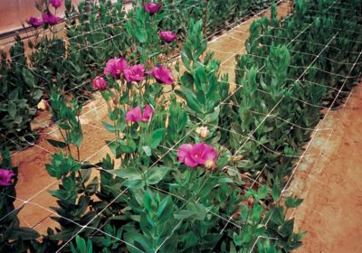 Image showing  4 ft. x 1,500 ft. Hortonova Small Mesh Trellis Netting, 78 lb./ft. Tensile Strength, 5.9 in. x 5.9 in. Mesh