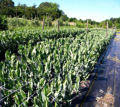 Image showing  4 ft. x 1,500 ft. Hortonova Small Mesh Trellis Netting, 78 lb./ft. Tensile Strength, 5.9 in. x 5.9 in. Mesh