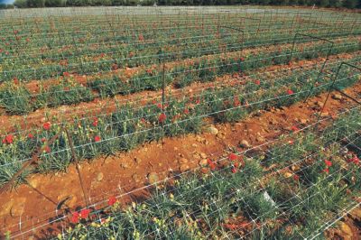 Image showing  1,500 ft. x 79 in. Hortonova Large Mesh Trellis Netting, 78 lb./ft. Tensile Strength, 5.9 in. x 6.7 in. Mesh