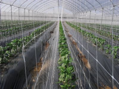 Image showing  10 ft. x 100 ft. Hortonova Large Mesh Trellis Netting, 78 lb./ft. Tensile Strength, 5.9 in. x 6.7 in. Mesh