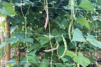 Image showing 5 th Tenax 10 ft. x 100 ft. Hortonova Large Mesh Trellis Netting, 78 lb./ft. Tensile Strength, 5.9 in. x 6.7 in. Mesh