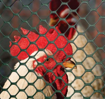 Image showing  25 ft. x 4 ft. Plastic Poultry Fence Chicken, Green, 0.75 in. Mesh