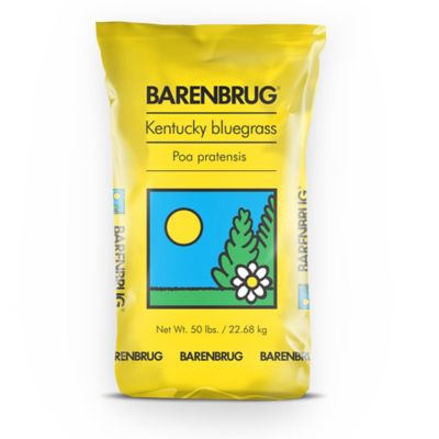 Barenbrug 50 lb. Barrister Kentucky Bluegrass Seed