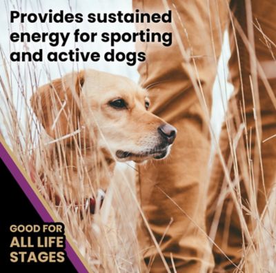 Image showing 4 th Victor Professional Formula All Life Stages Beef Recipe Dry Dog Food