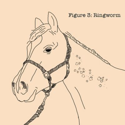 Image showing  Fungasol Horse Shampoo, 20 oz.