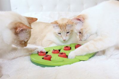 Image showing  Buggin Out Puzzle and Play 14 Treat Compartment Interactive Cat Toy
