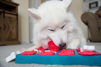 Image showing  Brick Puzzle Interactive Dog Toy