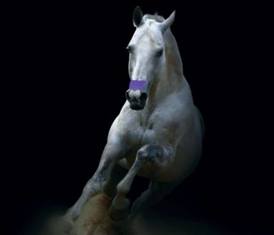 Image showing 2 th Flair Equine Nasal Strip, Purple Single Strip