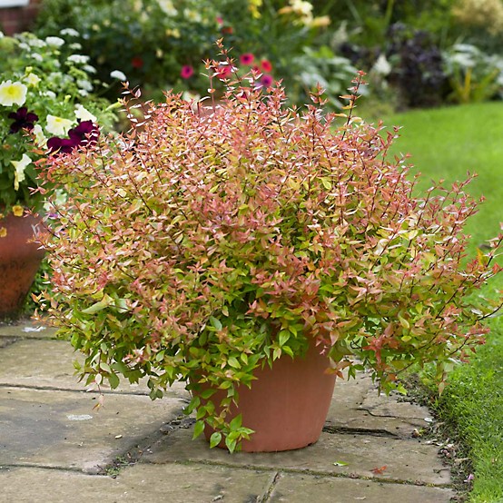 McCorkle 3 gal. Potted Kaleidoscope Abelia X Grandiflora McCorkle 3 gal. Potted Kaleidoscope Abelia X Grandiflora
