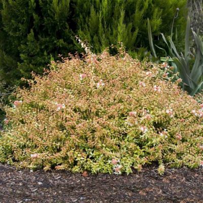 Image showing  3 gal. Potted Kaleidoscope Abelia X Grandiflora Plant