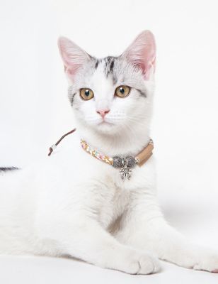 Image showing  Lucky Charms Designer Adjustable Cat Necklace Collar