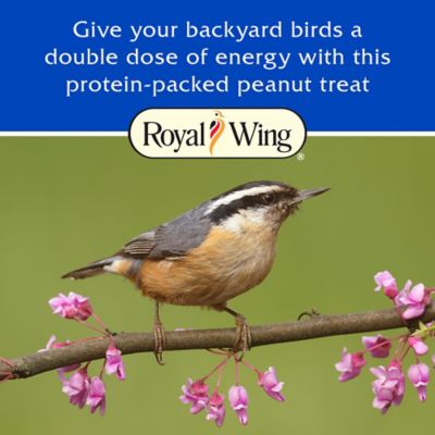 Image showing  Peanut Suet Cakes