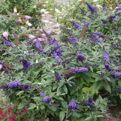Image showing  Buddleia Proven Winners Pugster Assorted, 2 gal., BUPWAST02