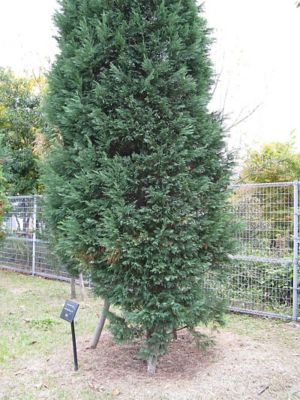 Image showing  Cupressocyparis Leylandii Leyland Cypress, 3 gal., CUPRLEY03TR
