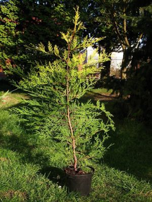 Image showing  Cupressocyparis Leylandii Leyland Cypress, 3 gal., CUPRLEY03TR