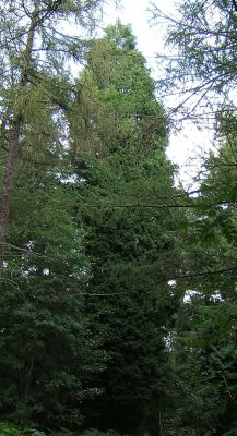 Image showing  Cupressocyparis Leylandii Leyland Cypress, 3 gal., CUPRLEY03TR