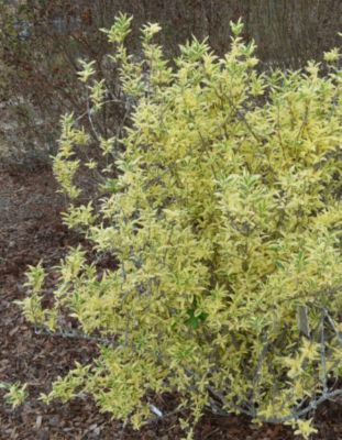 McCorkle Forsythia, Believe It Or Not, 2 gal., FOGCBIN02