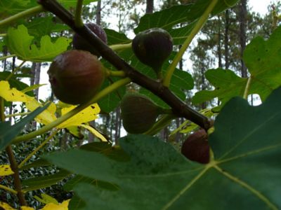 McCorkle Fruit Fig Ficus Assorted Varieties, 2T, FRUIFAS02TR