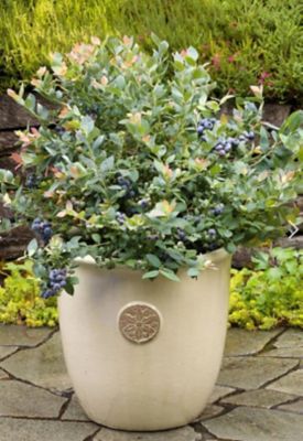 McCorkle Fruit Bushel and Berry Assorted, 2 gal., FRBBAST02