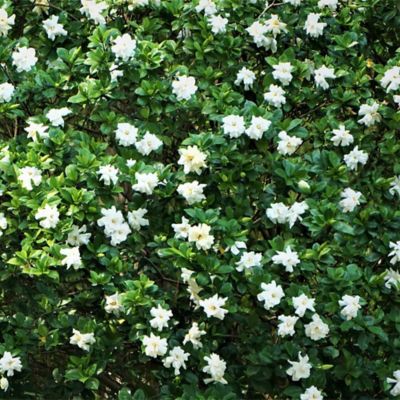 McCorkle Gardenia Jasminoides August Beauty, 1T, GARDABE01