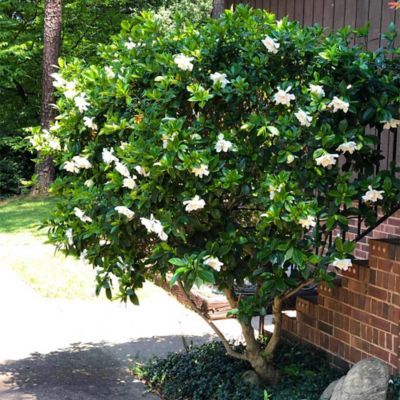 Image showing  Gardenia Jasminoides August Beauty, 1T, GARDABE01