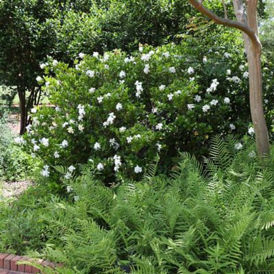 Image showing  Gardenia Jasminoides August Beauty, 1T, GARDABE01
