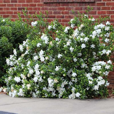 Image showing  Gardenia Jasminoides Frost Proof, 3 gal., GARDFPR03