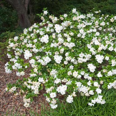 Image showing  Gardenia Jasminoides Frost Proof, 3 gal., GARDFPR03