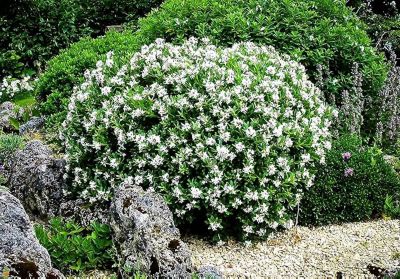 Image showing  Gardenia Jasminoides Frost Proof, 3 gal., GARDFPR03