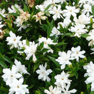 Image showing  Gardenia Jasminoides Frost Proof, 3 gal., GARDFPR03