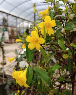 McCorkle Gelsemium Jasmine Duet, 2 gal., GEGCDUE02