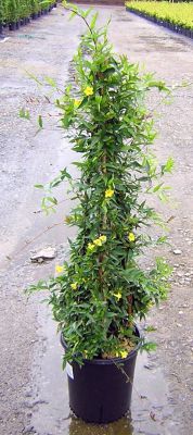 Image showing  Gelsemium Jasmine Duet, 2 gal., GEGCDUE02