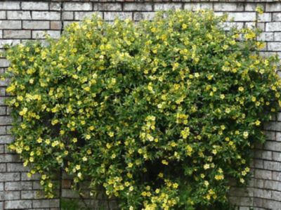 McCorkle Gelsemium Semperivrens Carolina Jessamine, 2T, GELSSEM02TR