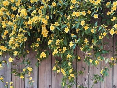 Image showing  Gelsemium Semperivrens Carolina Jessamine, 2T, GELSSEM02TR